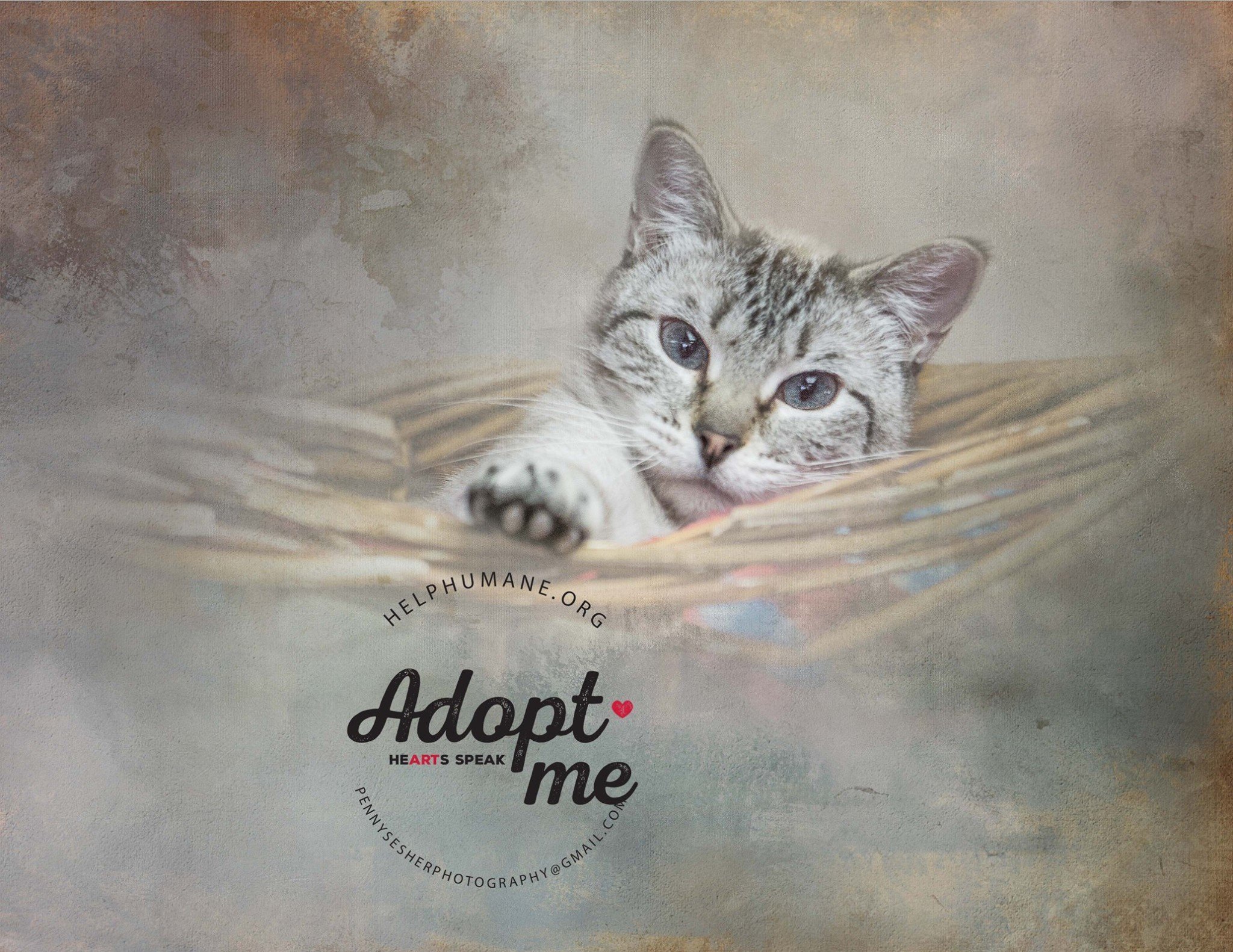 Image, an adoptable Siamese in Belton, MO, 64012 | Photo Image 5