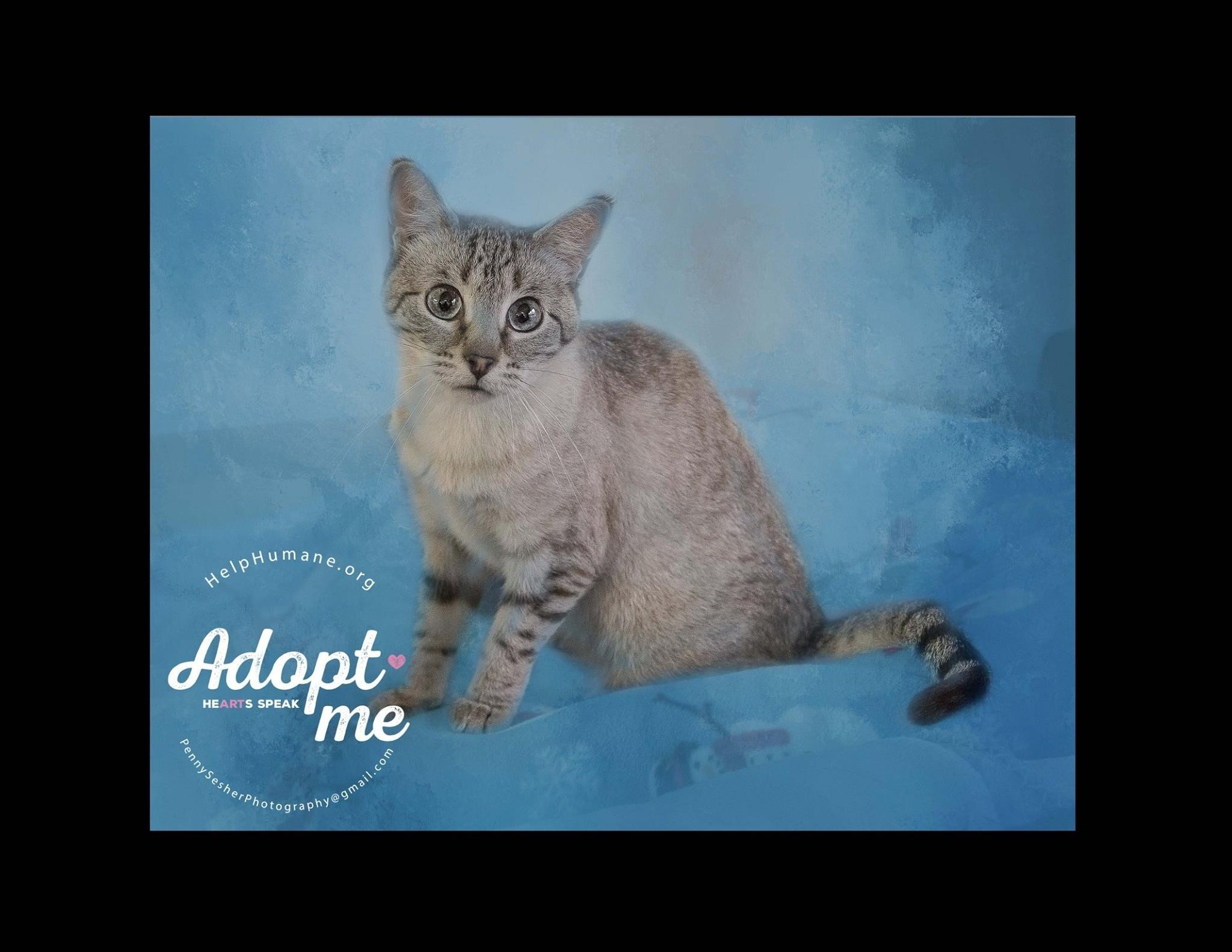 Image, an adoptable Siamese in Belton, MO, 64012 | Photo Image 6