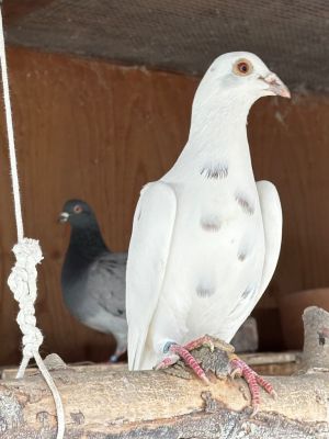 Havoc Pigeon Bird