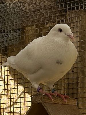 Shambles is a gorgeous snow white oops kid hatched against all hatch-preventio