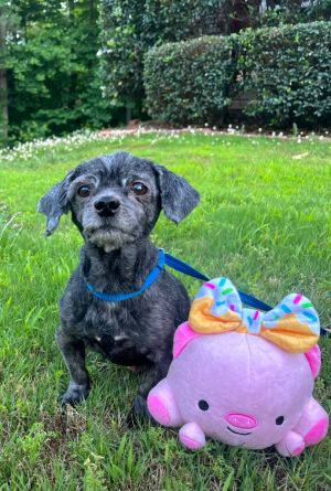 Introducing Gabrielle affectionately known as Gabe the charming senior Shih-Tzu with an endearing 