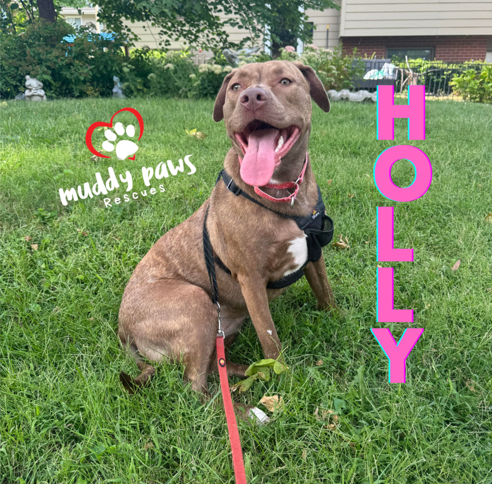 Holly, an adoptable Boxer in Council Bluffs, IA, 51503 | Photo Image 2