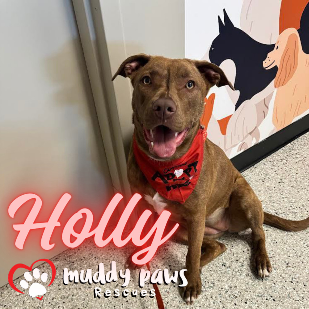 Holly, an adoptable Boxer in Council Bluffs, IA, 51503 | Photo Image 3