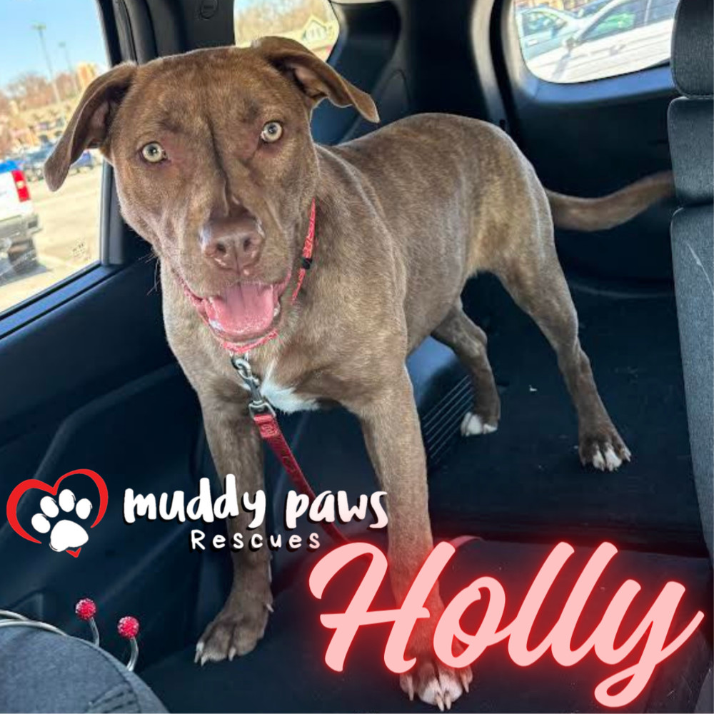 Holly, an adoptable Boxer in Council Bluffs, IA, 51503 | Photo Image 4