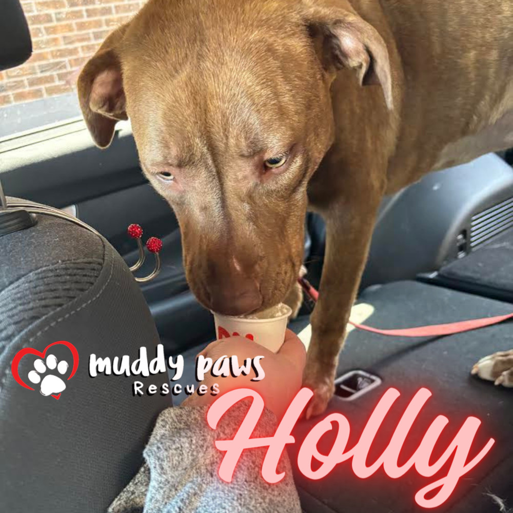 Holly, an adoptable Boxer in Council Bluffs, IA, 51503 | Photo Image 5