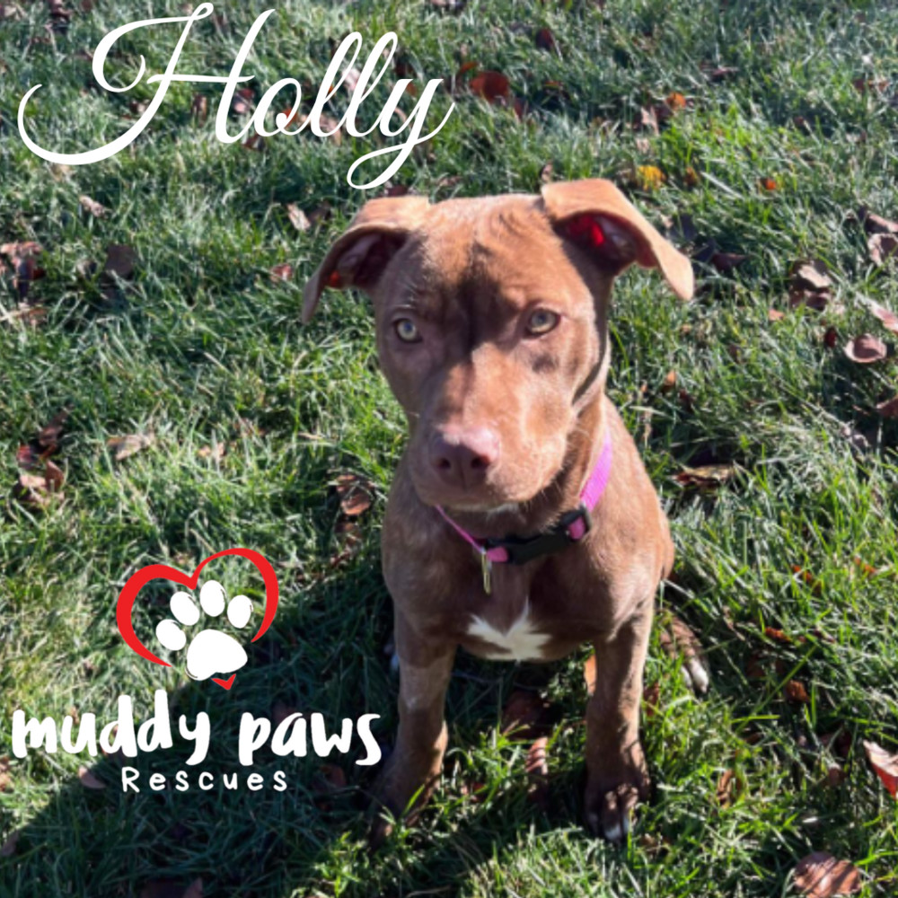 Holly, an adoptable Boxer in Council Bluffs, IA, 51503 | Photo Image 6