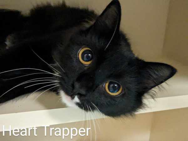 Heart Trapper