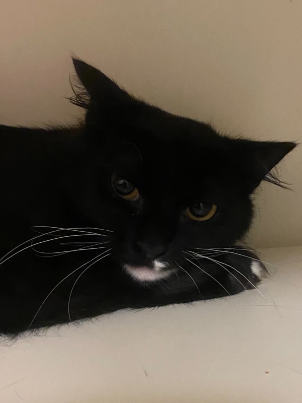 Heart Trapper, an adoptable Domestic Medium Hair in Portsmouth, VA, 23701 | Photo Image 2