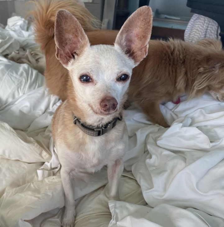 Dog for adoption - Hanno, a Chihuahua & Cavachon Mix in Creston, CA ...