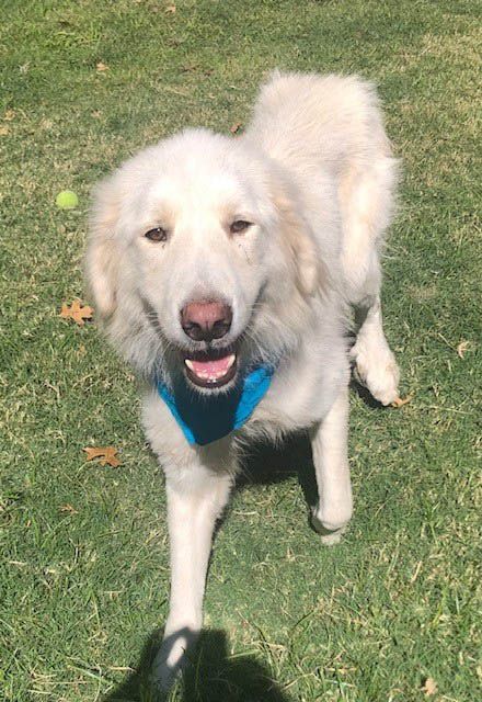 Great pyrenees collar sales