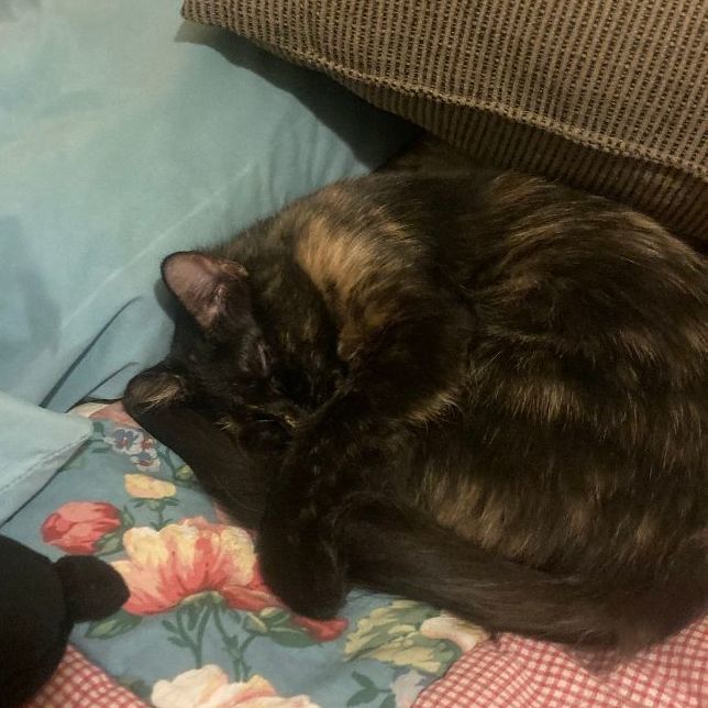 Cat for adoption Quiche, a Domestic Medium Hair in Evanston, IL