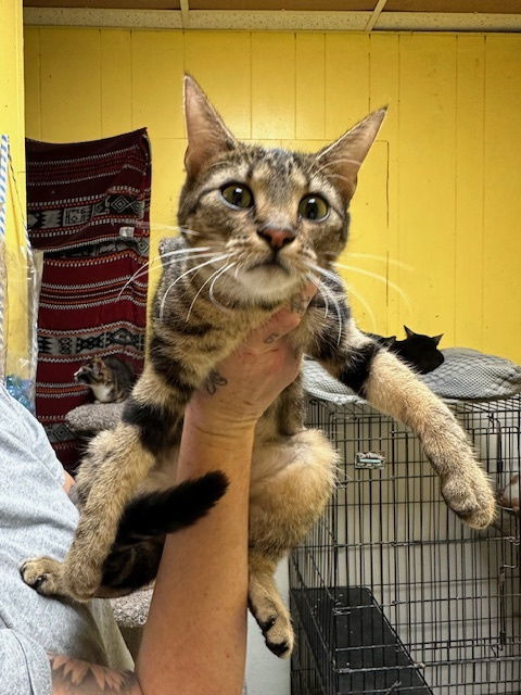 Pherrell, an adoptable Domestic Short Hair in Jackson, MS, 39213 | Photo Image 1