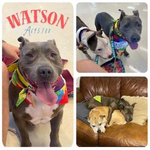 WATSON