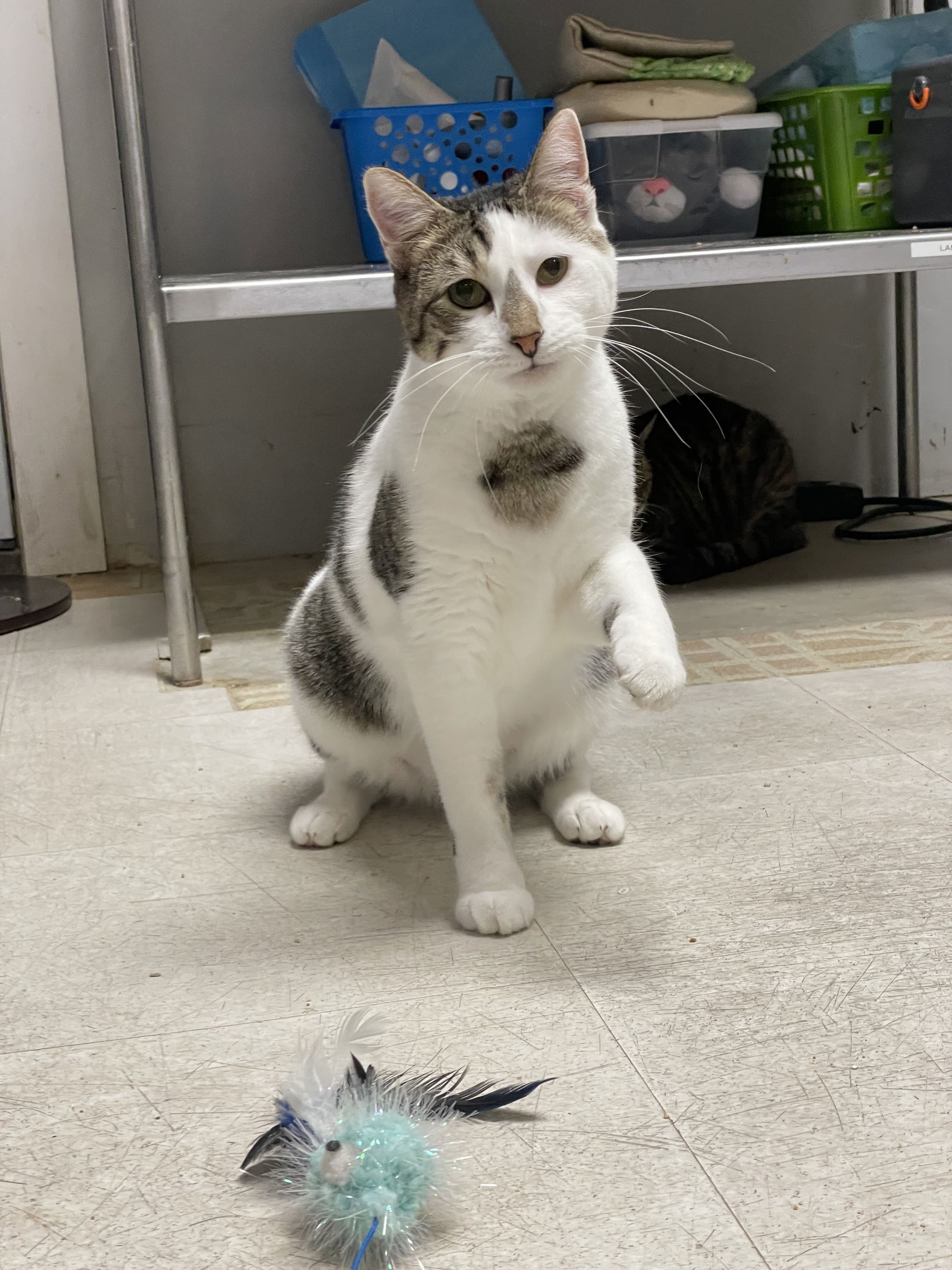 Ruckus, an adoptable Domestic Short Hair in Cedar Rapids, IA, 52405 | Photo Image 1
