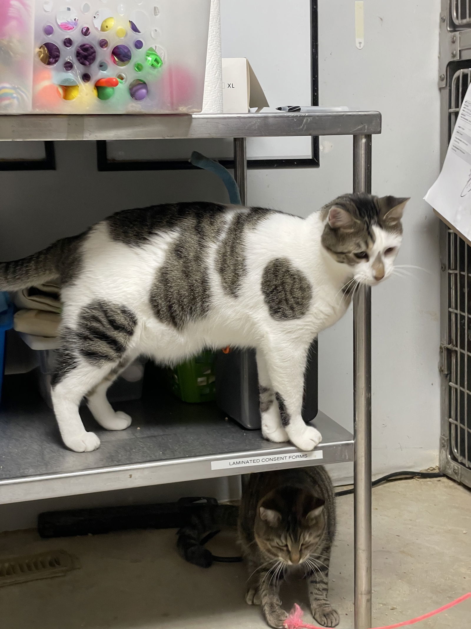 Ruckus, an adoptable Domestic Short Hair in Cedar Rapids, IA, 52405 | Photo Image 2