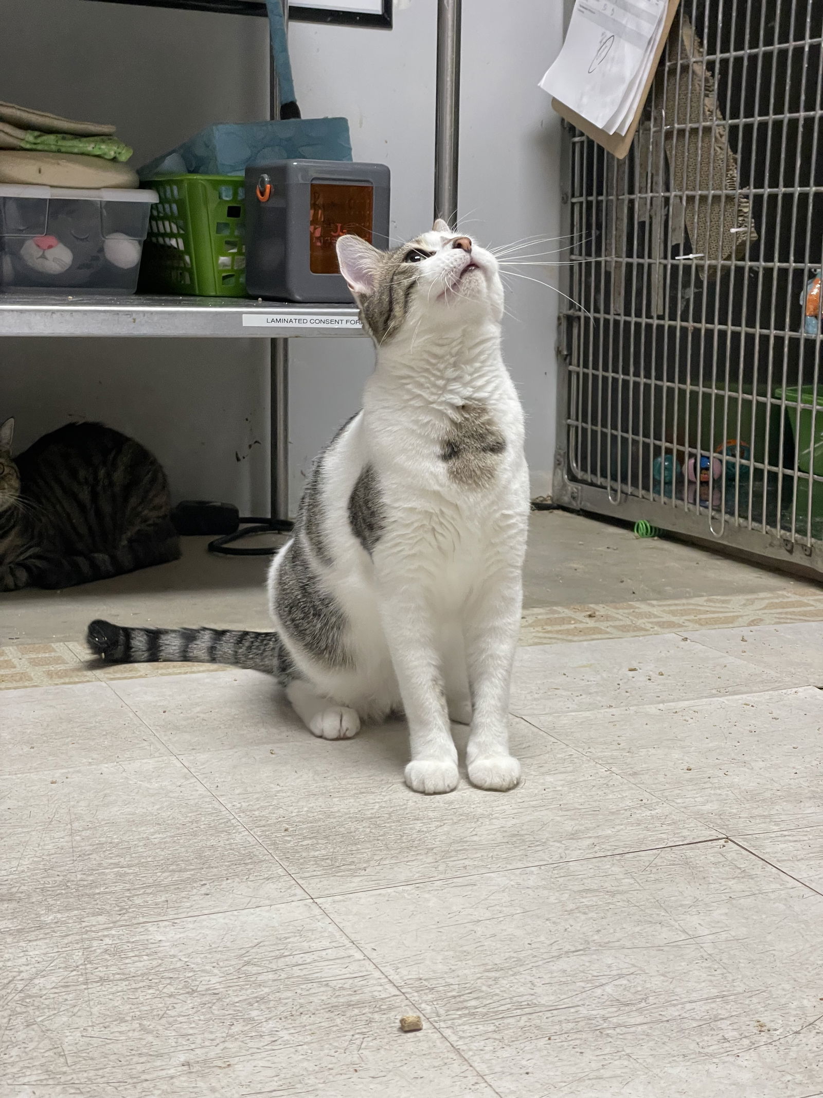 Ruckus, an adoptable Domestic Short Hair in Cedar Rapids, IA, 52405 | Photo Image 3
