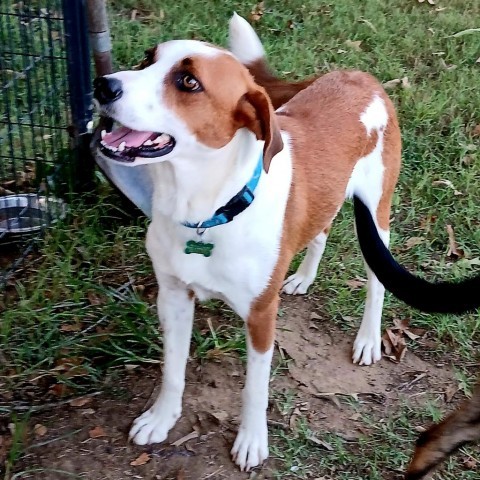 Peter, an adoptable Border Collie, Foxhound in Pinson, TN, 38366 | Photo Image 4