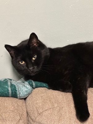 Mr Bear, Adult Male unknown