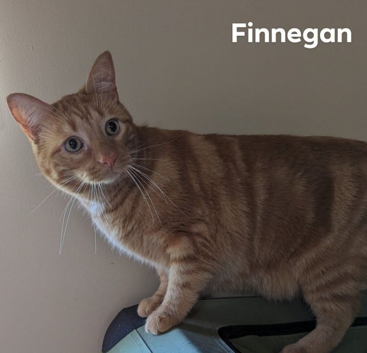 Finnegan, an adoptable Domestic Short Hair in Cincinnati, OH_image-3