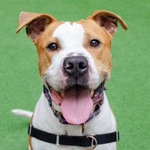 Hello everyone my name is Rocky Im a 4 year old 53 lbs neutered male Pitbull mix Im a happy