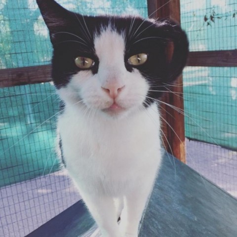 London, an adoptable Domestic Short Hair in St. Helena, CA, 94574 | Photo Image 3