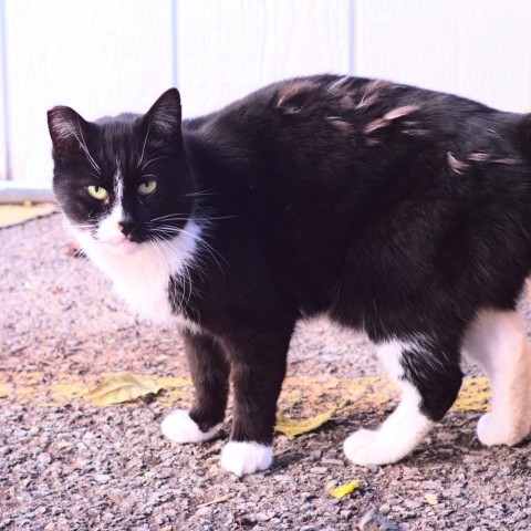 Kip, an adoptable Domestic Short Hair in St. Helena, CA, 94574 | Photo Image 3