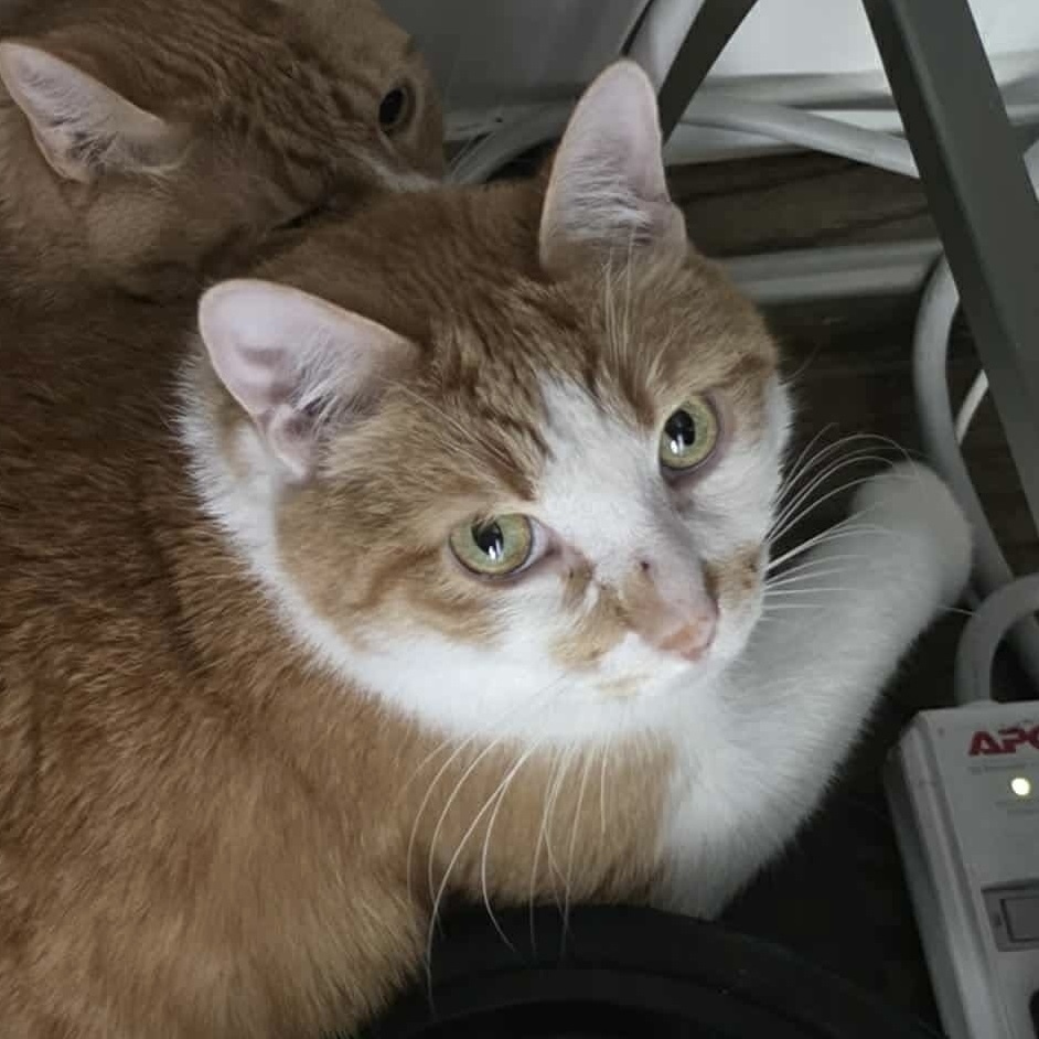 Biscuit