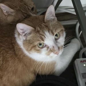 Biscuit, Young Female Domestic Short Hair
