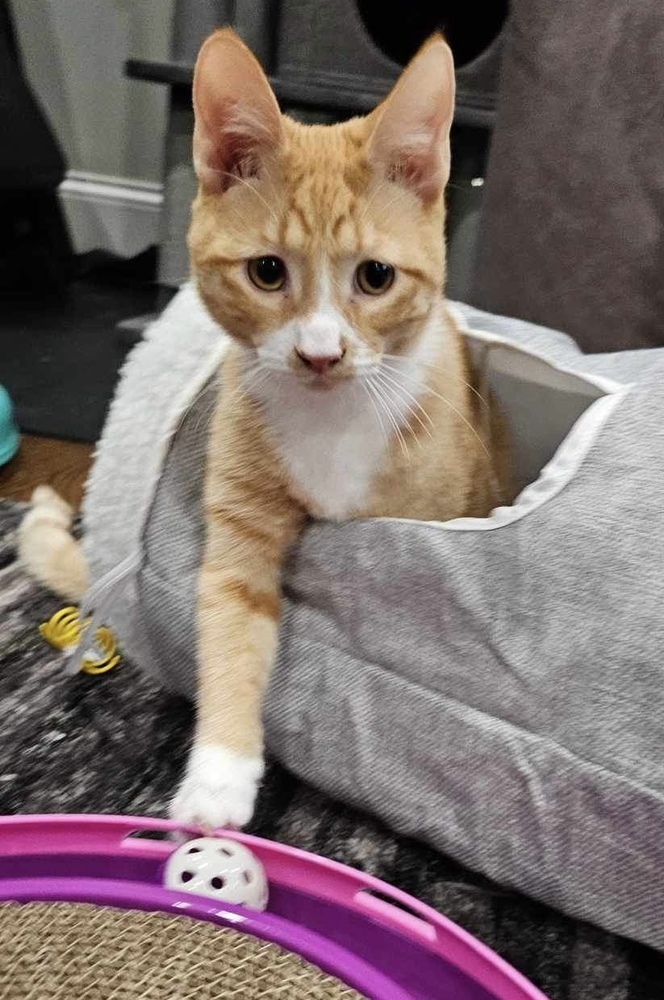 Biscuit 3