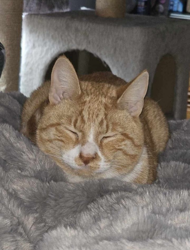 Biscuit 6