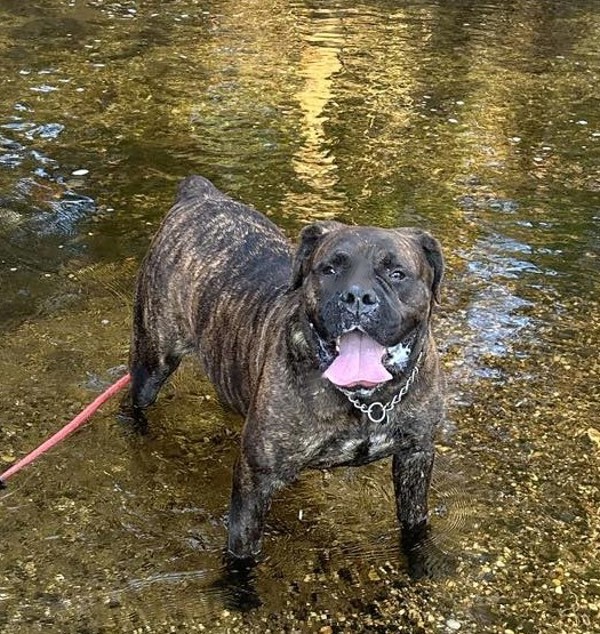 Spice Girl, an adoptable Boerboel in Forked River, NJ, 08731 | Photo Image 6