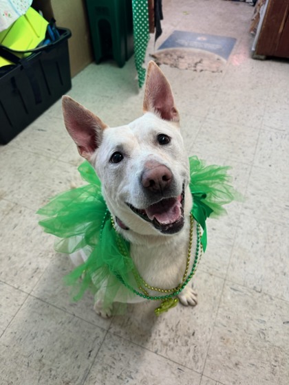 Daisy, an adoptable Labrador Retriever, Mixed Breed in Moses Lake, WA, 98837 | Photo Image 1