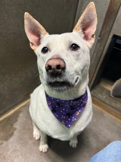 Daisy, an adoptable Labrador Retriever, Mixed Breed in Moses Lake, WA, 98837 | Photo Image 2