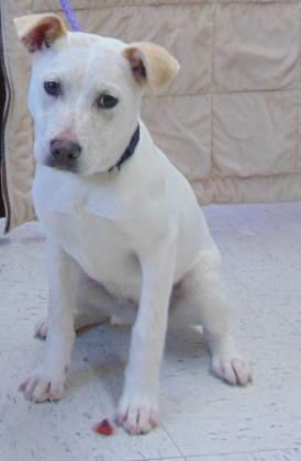 Daisy, an adoptable Labrador Retriever, Mixed Breed in Moses Lake, WA, 98837 | Photo Image 3