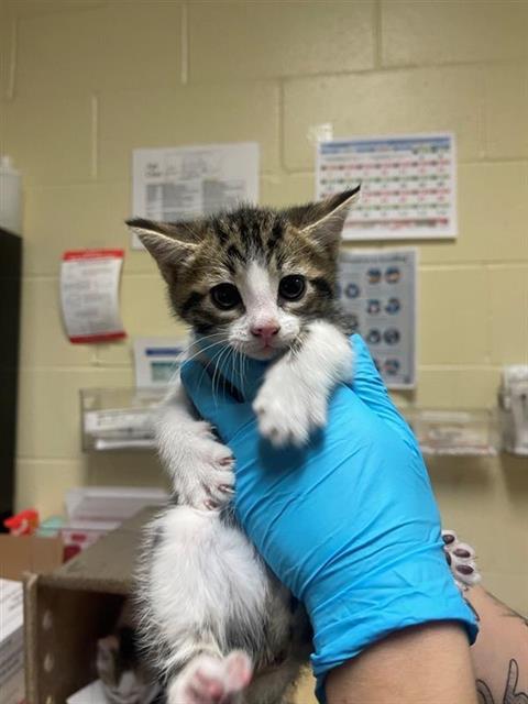 A678449, an adoptable Domestic Short Hair in Sacramento, CA, 95818 | Photo Image 1