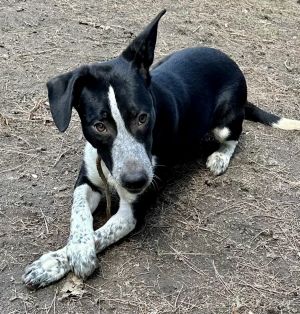 Border Collie mix male puppyFIGGY is an adorable 7 mo50lb juvenile male Border Collie looking for