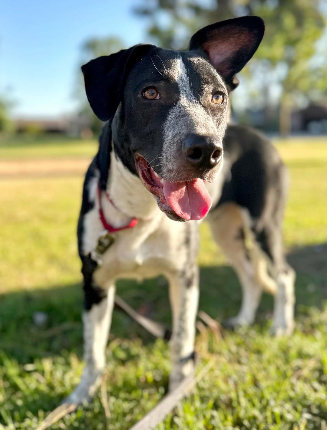 Figgy, an adoptable Border Collie, Australian Cattle Dog / Blue Heeler in Paso Robles, CA, 93446 | Photo Image 1