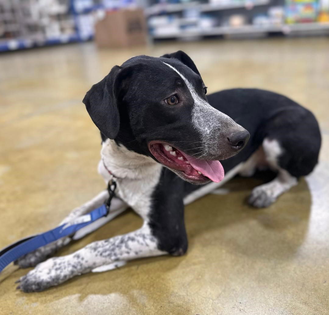 Figgy, an adoptable Border Collie, Australian Cattle Dog / Blue Heeler in Paso Robles, CA, 93446 | Photo Image 2