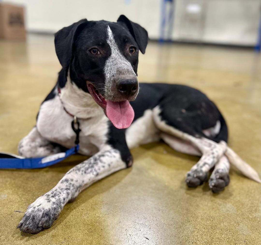 Figgy, an adoptable Border Collie, Australian Cattle Dog / Blue Heeler in Paso Robles, CA, 93446 | Photo Image 3