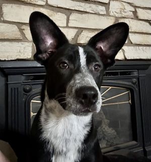 Border Collie mix female puppySnickerdoodle is an adorable super smart 7 mo35
