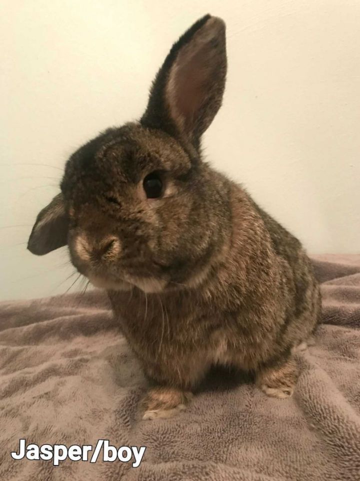 Netherland dwarf and store holland lop mix