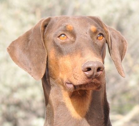 Orange doberman best sale