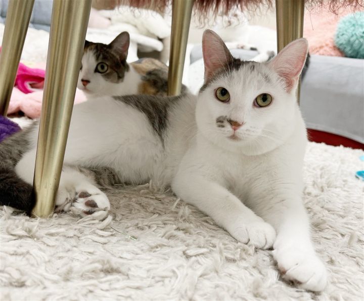 Oscarita Roofcat, an adoptable Domestic Short Hair in Chandler, AZ, 85249 | Photo Image 2
