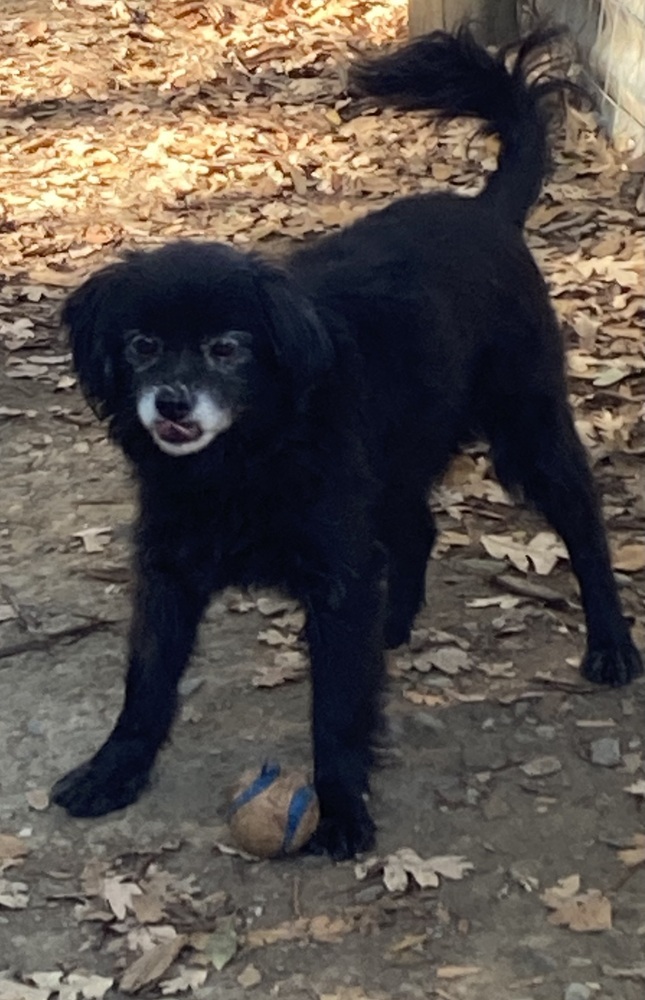 Neil, an adoptable Spaniel in Jamestown, CA, 95327 | Photo Image 2