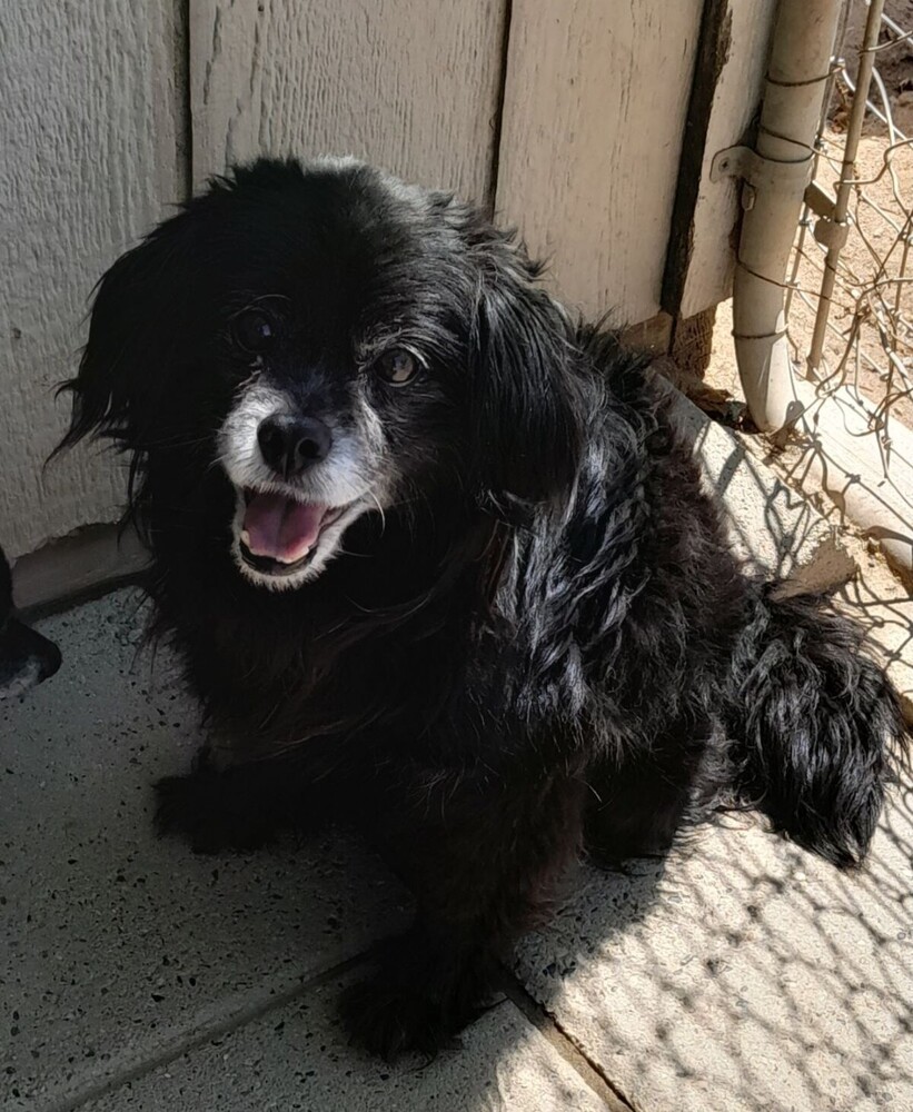 Neil, an adoptable Spaniel in Jamestown, CA, 95327 | Photo Image 3