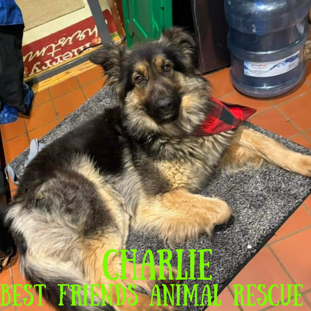 Charlie, an adoptable German Shepherd Dog in Fairbanks, AK, 99701 | Photo Image 1