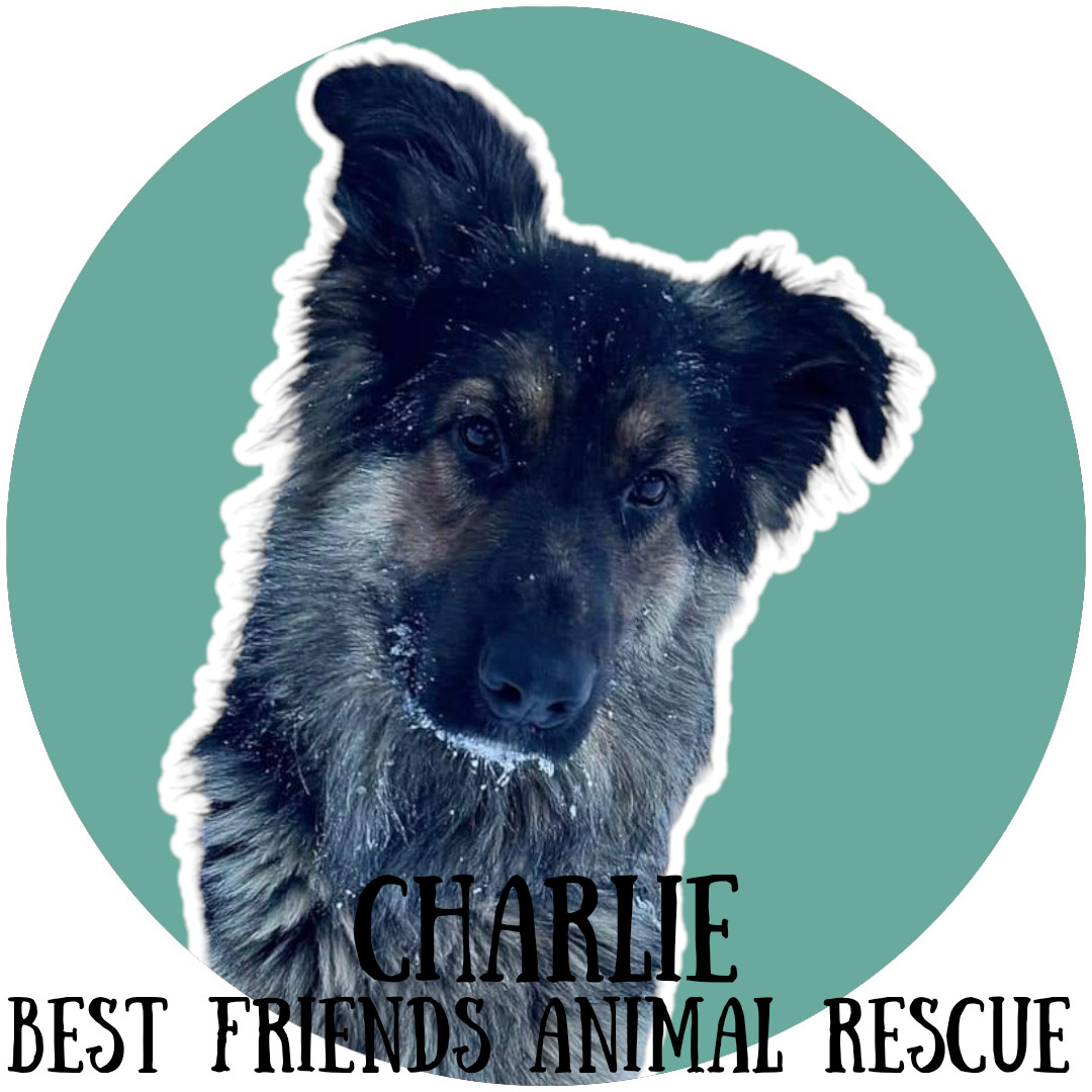 Charlie, an adoptable German Shepherd Dog in Fairbanks, AK, 99701 | Photo Image 3