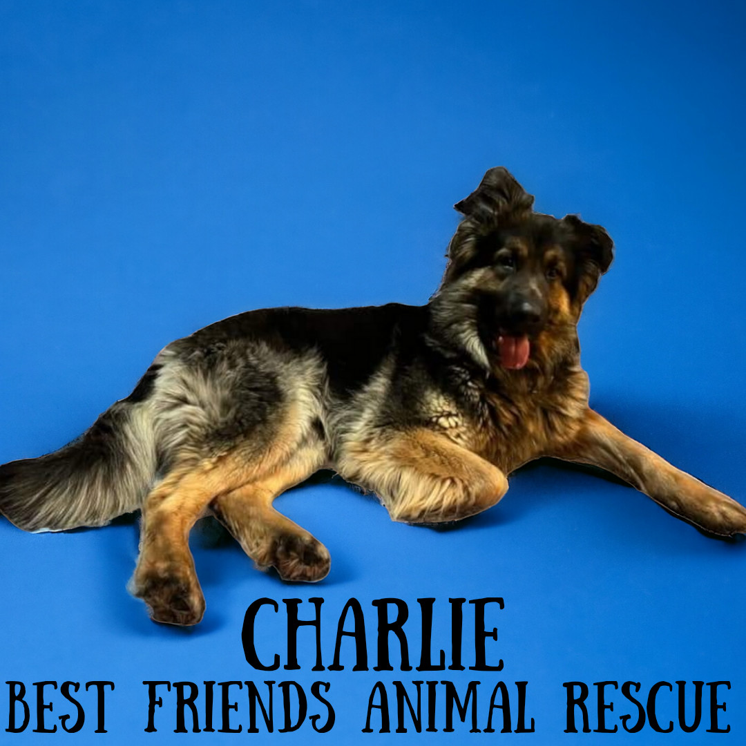 Charlie, an adoptable German Shepherd Dog in Fairbanks, AK, 99701 | Photo Image 4