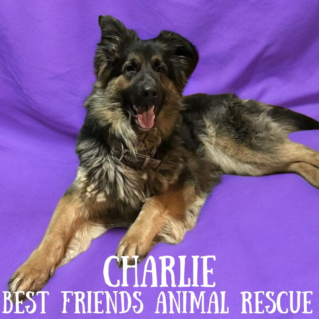Charlie, an adoptable German Shepherd Dog in Fairbanks, AK, 99701 | Photo Image 5