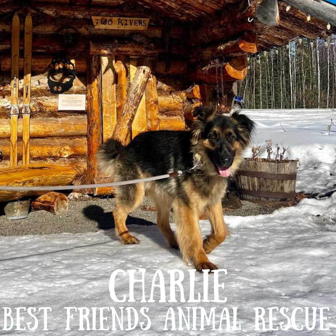 Charlie, an adoptable German Shepherd Dog in Fairbanks, AK, 99701 | Photo Image 6